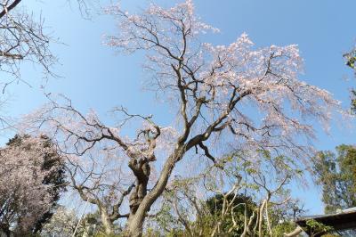 西林寺の枝垂れ桜が見頃になりつつあります－2020年