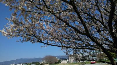 春爛漫★桜並木　お花見日和①