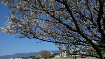 春爛漫★桜並木　お花見日和①