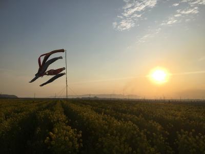 岡山☆菜の花畑に夕陽を見に行きました