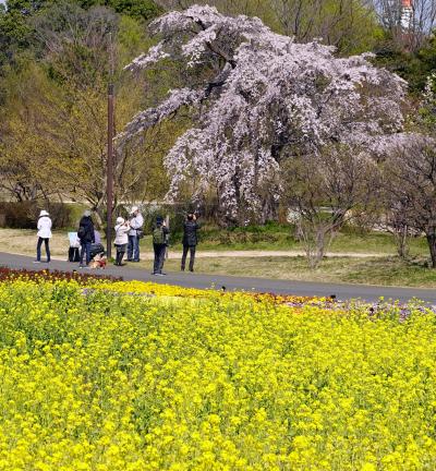 昭和記念公園　2020年3月18日