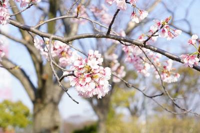 桜咲くのが待ち遠しい