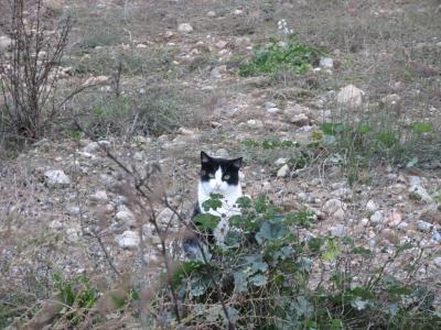 猫探し【スペイン（リェイダ博物館・Muswu de Lleida)編】