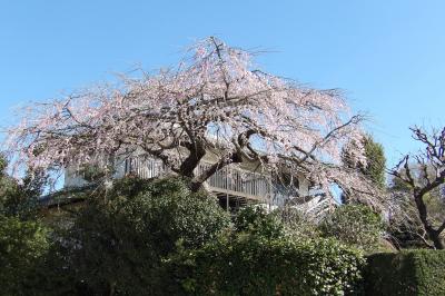 石井家の枝垂れ桜－2020年