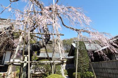 寶壽院の枝垂れ桜－2020年