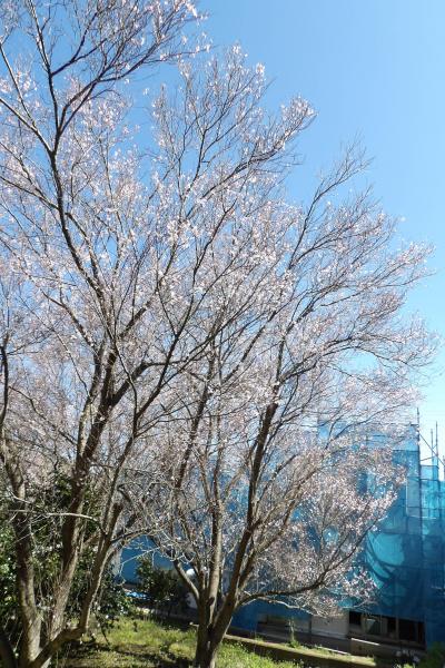 宮谷西公園下の田代家の桜林