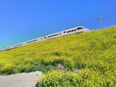 大分県・杵築市の春の名所になりそうな菜の花が好きな方や鉄道マニアの方には打ってつけの場所です(*^-^*)