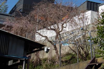 紅枝垂れ桜はまだ咲き始めです－2020年