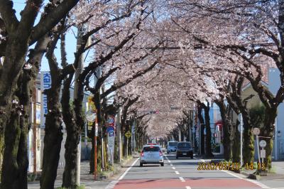 今年も桜トンネルが見られました