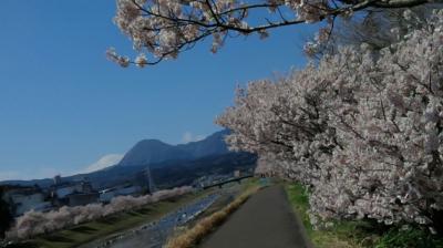 春爛漫&#127800;桜並木　お花見日和②