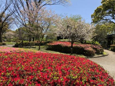 密を避けて春を愛でるマダム旅　福岡編その１　福岡市動植物園