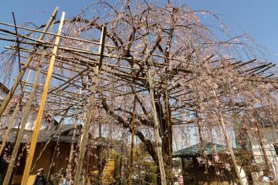 普門院の枝垂れ桜