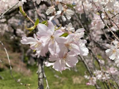 小石川後楽園の枝垂れ桜