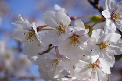 東京・砧公園の桜を観にいこう