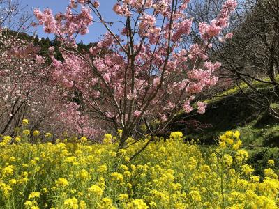 高知・里山の春景色! ～西川花公園