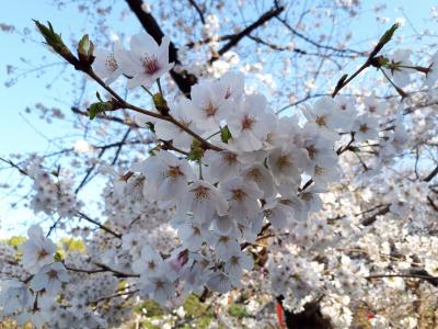 上野公園の桜