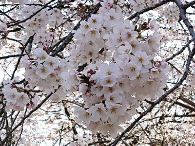 上野公園へ桜を見に行きました。