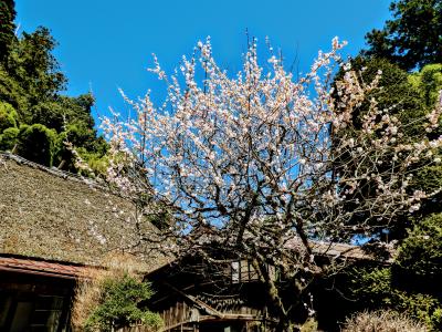 コロナウイルスに負けずに歩こうよ、竹寺と子ノ権現へ行く。