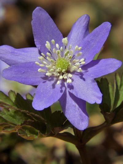 癒しを求めて早春の花々が咲く六甲高山植物園へ！