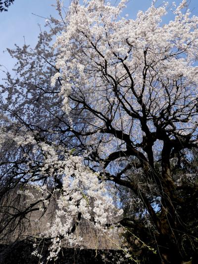 「茂林寺」のシダレザクラ_2020_満開です。（群馬県・館林市）