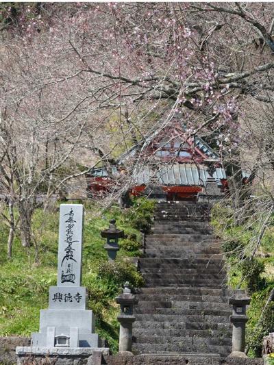 芝川・興徳寺の枝垂桜 2020.03.18