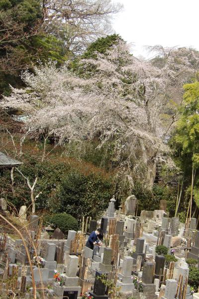鎌倉安国論寺の枝垂れ桜はまだ満開です－2020年