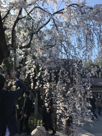 京都　４時間散策　東本願寺・金閣寺・平野神社・北野天満宮