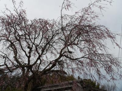 実方家の紅枝垂れ桜が見頃になりつつあります－2020年