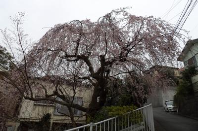 あの枝垂れ桜は散り始めです－2020年