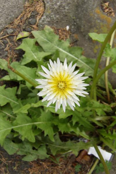 名越坂踏切脇の白花タンポポ