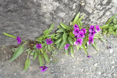 鎌倉妙本寺のすみれ