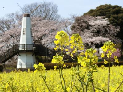 大宮の桜　2020