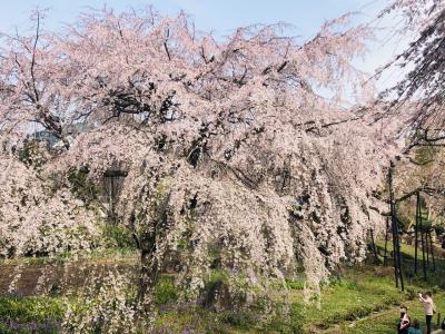 府中　東郷寺の御魂の桜満開
