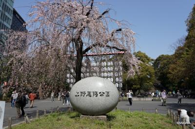 桜の時期、上野公園から浅草寺辺りを散策
