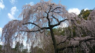 初めての京都御苑。早咲きのしだれ桜①おもに桜