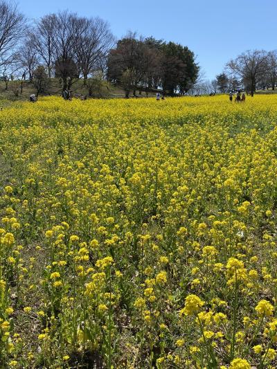 クリスマスローズと菜の花畑