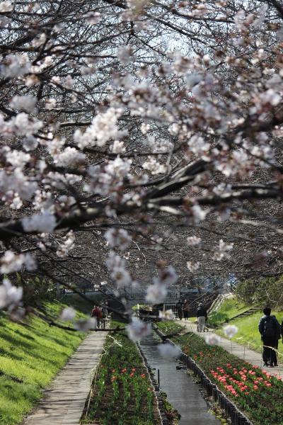 7分咲きの桜並木、横浜都築江川せせらぎ緑道へ。