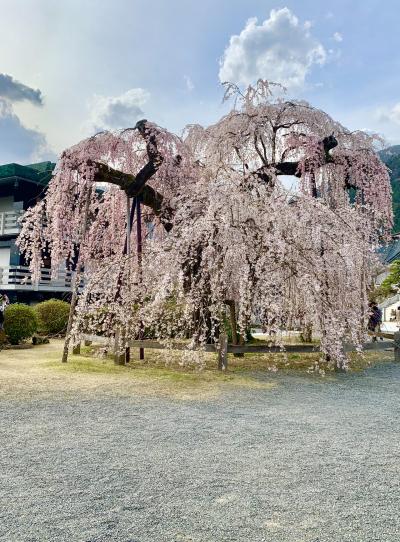 身延山久遠寺のしだれ桜を見に行く日帰り旅行