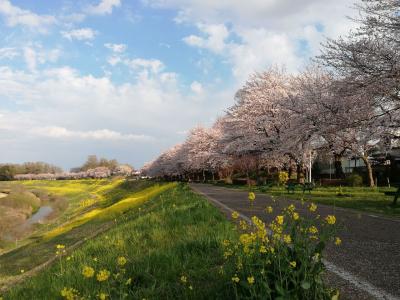 運河の桜