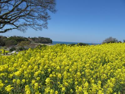 国東半島の菜の花畑ついでに昭和の町