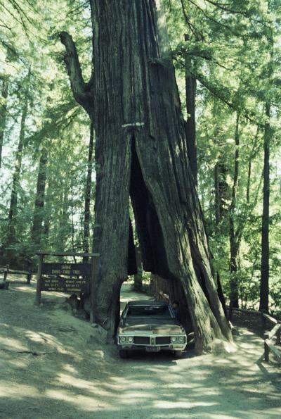Redwood National Park, CA, 1979.