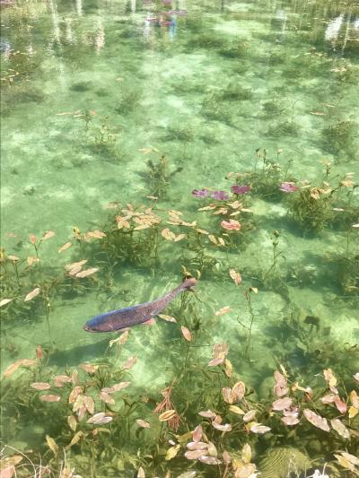 モネの池と下呂温泉と飛騨牛