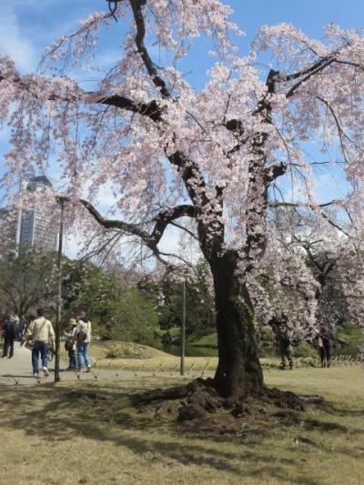 コロナ騒動の中を１人で上京しました。小石川後楽園。シャングリラホテルホテルでアフタヌーンティー。