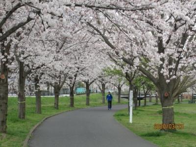 柏市の大堀川・リバーサイドパーク・桜満開・2020年3月