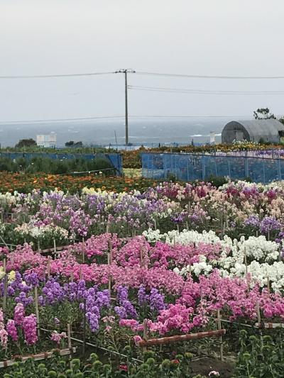 花を求めて⑰ 房総