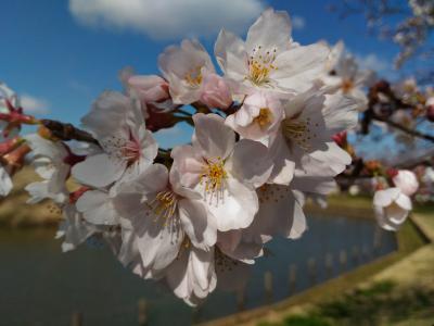 北条大池の桜