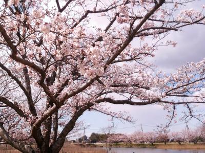 テクノパーク大穂の桜とアシ