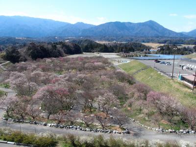 いなべ梅林・木曾三川公園チューリップ2020