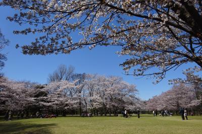 柏の葉公園　さくらは早くも見ごろ