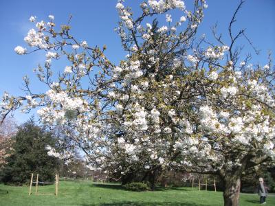 春のロンドン・リージェンツパーク編